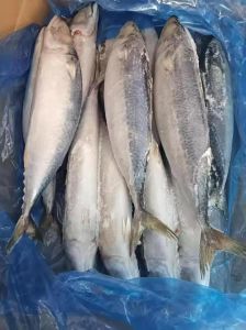 鳕鱼和鲅鱼属于深海鱼吗_鳕鱼鲅鱼不是深海鱼，别被深海标签骗了！