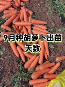 9月有没有胡萝卜_9月种胡萝卜正当时，冷凉天气利于生长！