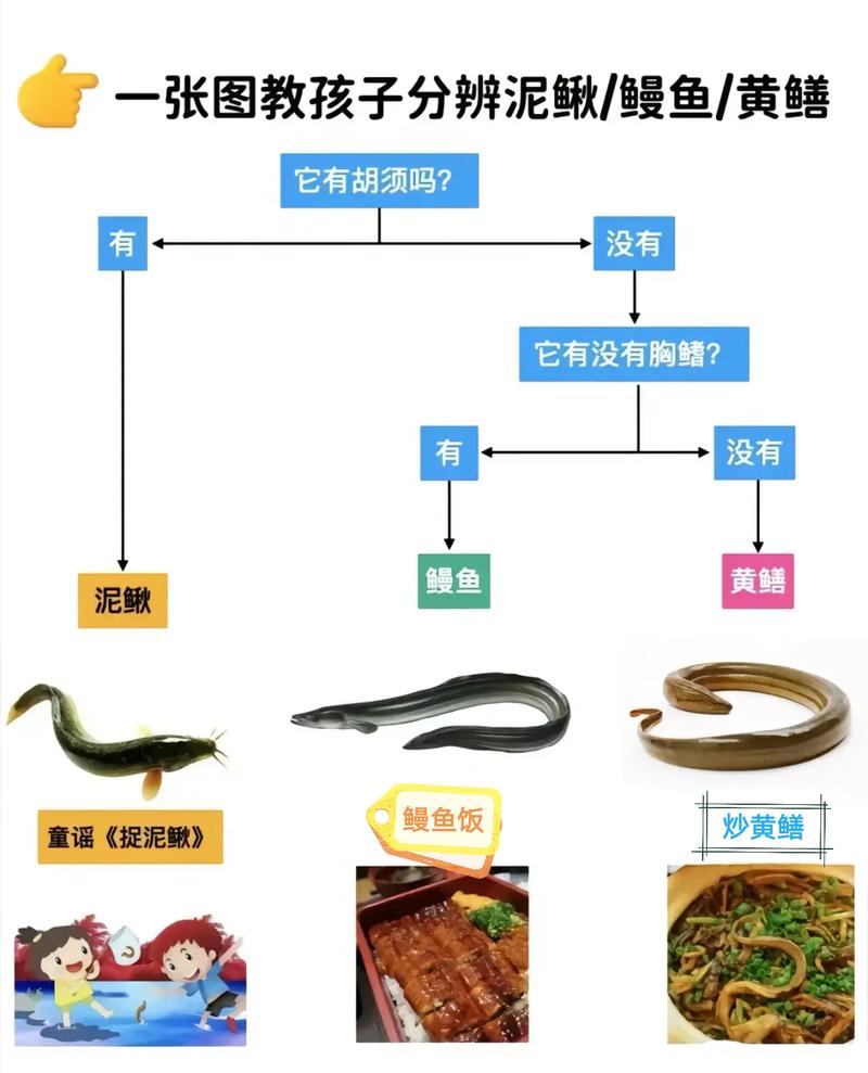 海鳗和裸胸鳝的区别_海鳗咽颚粉碎猎物，肉质鲜甜，蒸煮佳肴