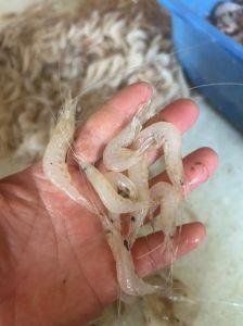 白虾与白米虾有什么区别_鲜甜河虾，生腌清炒皆美味