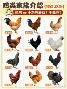 翻毛鸡和普通鸡的区别_遗传突变小可爱，耐寒观赏不产蛋