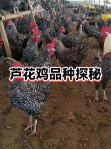 芦花鸡和普通鸡的区别_高产蛋鸡，基因纯正，好养活！