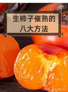 刚摘下来的柿子怎么催熟_刚摘柿子硬涩？白酒大米巧催熟！