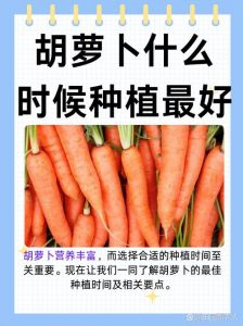 胡萝卜哪个季节成熟_秋季胡萝卜正鲜甜，营养丰富吃法多！