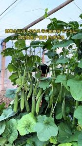 丝瓜耐寒多少度_丝瓜喜温暖怕霜冻，精细管理产量高