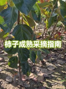 怎么让摘下来的柿子快速成熟_快速催熟柿子的小妙招