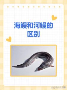 鳗鲡和鳗鱼的区别图片_鳗鲡与海鳗有何不同？