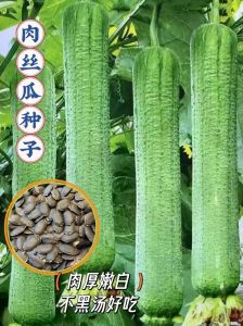 丝瓜什么时候成熟_南方春播丝瓜2-3月种，5月收，大棚反季节冬种，1-2月收