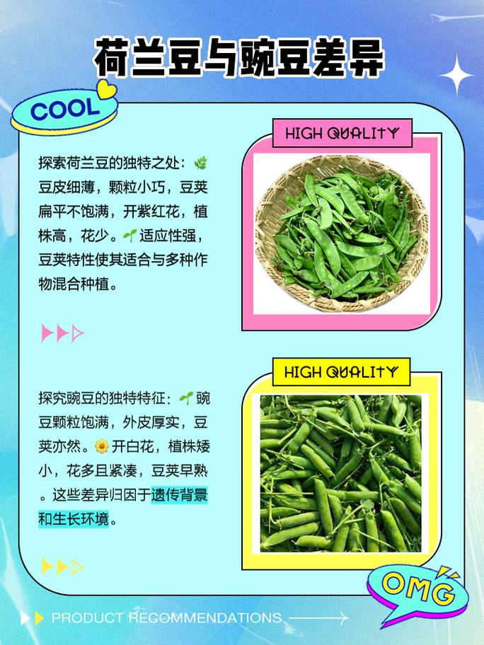 扁豆和荷兰豆区别图_食用价值与烹饪方式解析 扁豆和荷兰豆区别图_食用价值与烹饪方式解析
