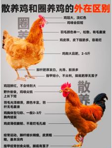 珍珠鸡的小公鸡怎样分辨_头冠肉垂叫声看分明