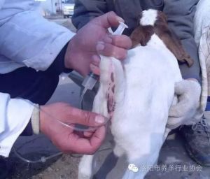 羊打针肌肉注射位置图解_颈侧或臀部，避开血管神经
