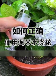 豆汁浇花的正确方法_黄豆水天然肥，发酵稀释用，喜酸慎碱，按季施