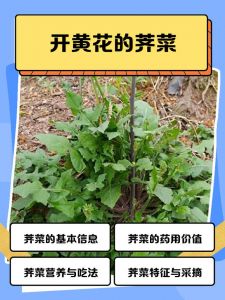 新鲜荠菜的食用方法_荠菜补钙好，中老年春日美味选择