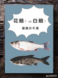 鳙鱼是不是就是花鲢_淡水清道夫，美味营养鱼头好