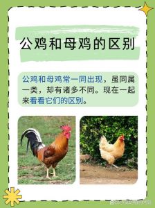 红毛鸡和小公鸡的区别_外貌口感大不同