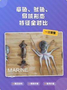 章鱼乌贼鱿鱼图片看区别_章鱼鱿鱼墨鱼有啥不同？