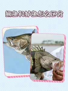 鳜鱼属于发物吗_鳜鱼腥膻是发物？食用有争议，需适量