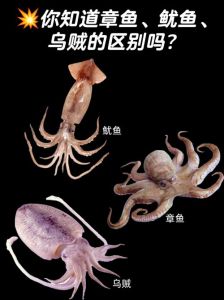 章鱼和墨鱼的区别_章鱼墨鱼鱿鱼怎么分？