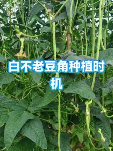 怎么判断白不老豆角熟没熟_白不老豆角挑色形弹，煮5-10分脆软糯