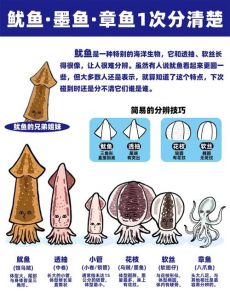 鱿鱼与乌贼的区别_鱿鱼乌贼怎么分？看外形壳和鳍！