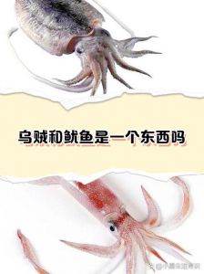 鱿鱼是不是乌贼_鱿鱼乌贼是近亲？看外形和习性轻松区分