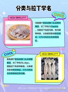 乌贼和鱿鱼属于_乌贼鱿鱼怎么分？