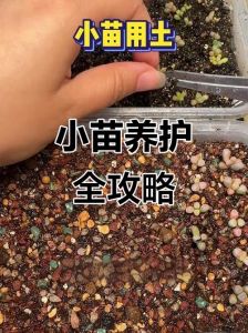 多肉移栽的步骤和方法_保根防烂，缓苗促活