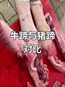 牛前蹄和后蹄的区别图_炖煮煲汤怎么选？