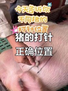 猪肌肉注射部位图解_猪肌肉注射正确部位和针头选择