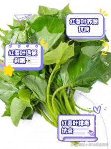红薯叶子能榨汁吗_营养好，做法多，市场前景广阔！