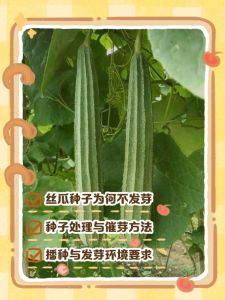 南瓜，丝瓜什么季节成熟_秋吃南瓜丝瓜，营养美味！