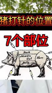 猪打针的部位示意图_猪颈部注射部位与针头选择技巧