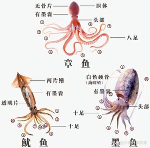 乌贼鱿鱼章鱼八爪墨鱼区别_章鱼鱿鱼乌贼虽是鱼，却是聪明的软体动物，肉质鲜美，烹饪多样