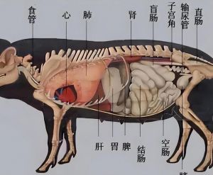 羊肉都可以分割成那些部位_冬天吃羊肉，部位不同做法也不同
