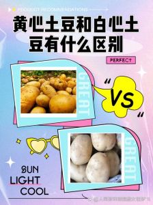 土豆和洋芋头的区别_洋芋土豆是同一种食材