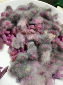 紫薯坏了最明显特征_紫薯白点霉变要丢弃，发芽坚硬可食用