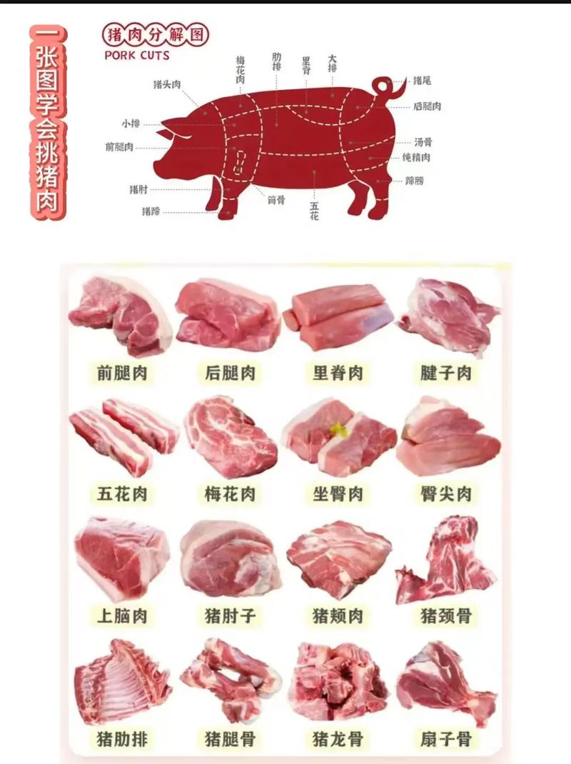 猪身上的部位100种名称图片_前腿馅卤,后腿炖腊,里脊爆炒 猪身上的部位100种名称图片_前腿馅卤,后腿炖腊,里脊爆炒