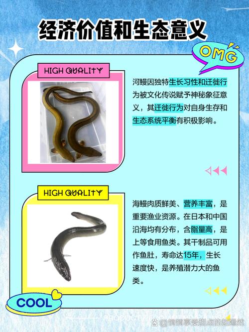 河鳗和海鳗的区别图_河鳗海鳗怎么挑？肉质口感营养大不同