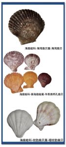 扇贝和蚌壳的区别_淡水与海鲜的不同