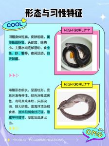 河鳗和海鳗的区别图_河鳗海鳗怎么挑？肉质口感营养大不同
