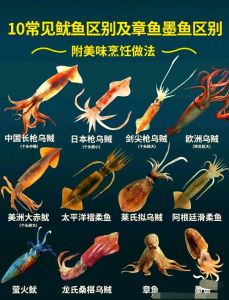 乌贼章鱼的区别_八爪鱼鱿鱼乌贼怎么区分？