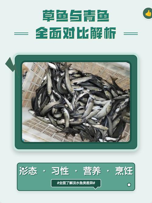 青鱼和草鱼的区别图_青鱼和草鱼怎么区分? 青鱼和草鱼的区别图_青鱼和草鱼怎么区分?