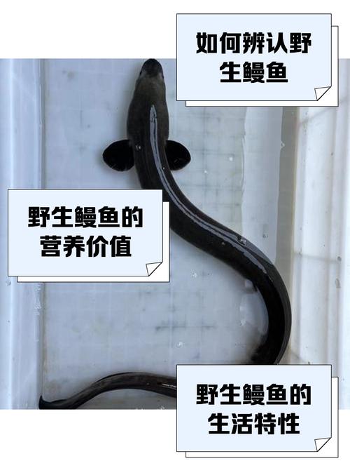 河鳗和海鳗的区别图_河鳗海鳗怎么挑？肉质口感营养大不同