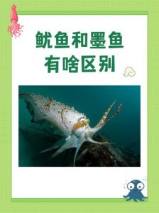 为什么墨鱼不属于鱼类_墨鱼不是鱼，是软体动物，营养价值高