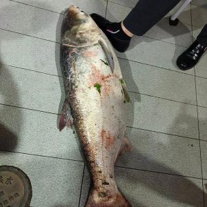 大头鲢鱼有刺吗_鲢鱼刺多但营养好，学会处理美味不愁！