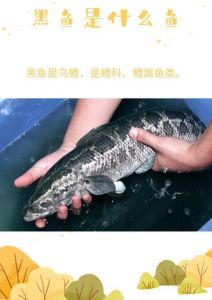 黑鱼是不是就是乌鱼_常见淡水鱼，食性凶猛，肉质鲜美需保护