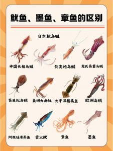 乌贼跟鱿鱼的区别_乌贼鱿鱼怎么分？外形触腕有不同