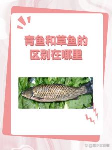 青鱼鲤鱼草鱼对比图_青鱼草鱼怎么分？头形颜色有讲究