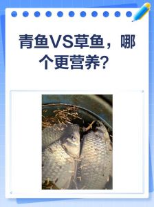 青鱼和草鱼的区别图_青鱼和草鱼怎么区分？