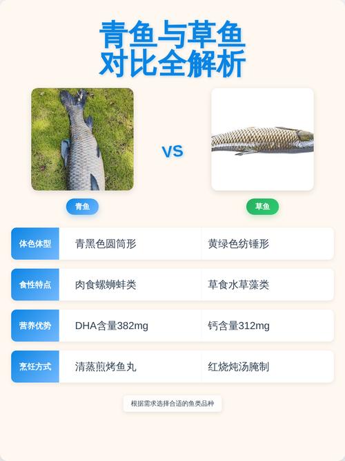 青鱼和草鱼的区别图_青鱼和草鱼怎么区分? 青鱼和草鱼的区别图_青鱼和草鱼怎么区分?